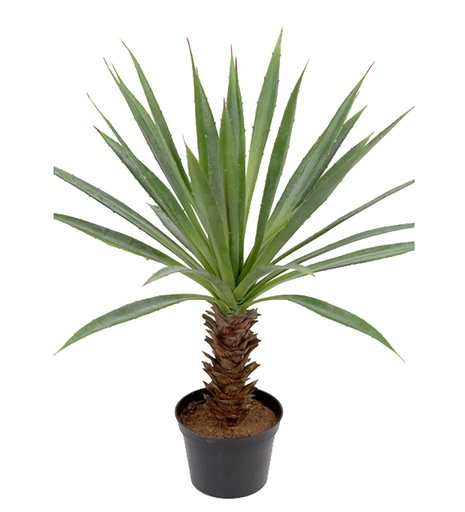 [6838-90-1] Tekokasvi AGAVE 40cm